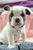 Foto №3. Französische Bulldogge. Finnland