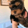 Foto №3. Erstaunliche Yorkie-Welpen Business WhatsApp 37256062792. Finnland