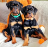 Foto №1. rottweiler - zum Verkauf in der Stadt Warschau | 1200€ | Ankündigung № 63285