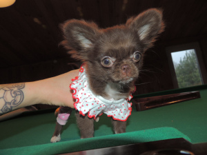 Zusätzliche Fotos: Chihuahua Super Mini.