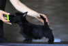 Foto №1. scottish terrier - zum Verkauf in der Stadt Simferopol | verhandelt | Ankündigung № 11166