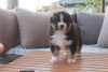 Foto №2 zu Ankündigung № 93034 zu verkaufen australian shepherd - einkaufen Finnland quotient 	ankündigung