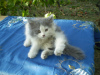 Foto №3. Kätzchen zu verkaufen. Ukraine