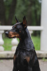 Foto №4. Paarung dobermann in Russische Föderation. Ankündigung № 125543