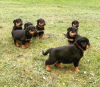 Foto №1. rottweiler - zum Verkauf in der Stadt Włocławek | 350€ | Ankündigung № 105506