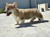 Foto №1. welsh corgi - zum Verkauf in der Stadt Италијани | verhandelt | Ankündigung № 103888