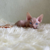 Foto №2 zu Ankündigung № 87610 zu verkaufen sphynx-katze - einkaufen USA quotient 	ankündigung