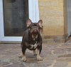 Foto №3. Französische Bulldogge.. Weißrussland
