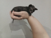 Zusätzliche Fotos: Don Sphynx Kätzchen zu verkaufen. 2 graue Gummijungen und 2 graphitfarbene