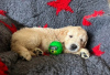 Foto №1. mischlingshund - zum Verkauf in der Stadt Nashville | 828€ | Ankündigung № 66765