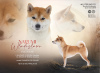 Foto №3. Shiba Inu-Hunde können reserviert werden. Polen