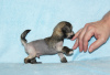 Foto №1. chinesischer schopfhund - zum Verkauf in der Stadt Москва | 308€ | Ankündigung № 39509