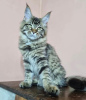 Foto №1. maine-coon-katze - zum Verkauf in der Stadt West Palm Beach | 284€ | Ankündigung № 87566