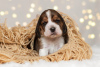 Foto №2 zu Ankündigung № 8993 zu verkaufen beagle - einkaufen Russische Föderation züchter
