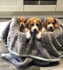 Foto №3. Gesunde Beagle-Welpen zur kostenlosen Adoption. Deutschland