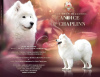 Zusätzliche Fotos: Lovely Snow Diamonds Samoyed Kennel (HU)
