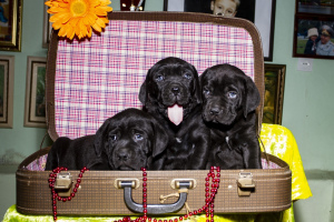 Foto №2 zu Ankündigung № 2416 zu verkaufen cane corso italiano - einkaufen Ukraine quotient 	ankündigung