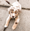 Foto №1. australian shepherd - zum Verkauf in der Stadt Lubná | Frei | Ankündigung № 123710