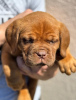 Zusätzliche Fotos: Dog de Bordeaux Welpen