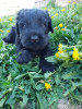 Zusätzliche Fotos: Black Russian Terrier-Welpen werden vom ältesten Zwinger in St. Petersburg, Best