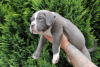 Foto №2 zu Ankündigung № 57953 zu verkaufen american bully - einkaufen Polen quotient 	ankündigung, züchter