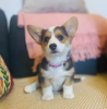 Foto №1. welsh corgi - zum Verkauf in der Stadt Atlanta | 284€ | Ankündigung № 107203