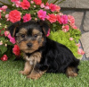 Foto №2 zu Ankündigung № 115291 zu verkaufen yorkshire terrier - einkaufen USA 