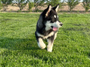 Foto №2 zu Ankündigung № 110087 zu verkaufen alaskan malamute - einkaufen USA 