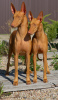 Zusätzliche Fotos: Pharaonenhund-Welpenmädchen