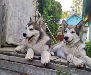 Foto №4. Ich werde verkaufen alaskan malamute in der Stadt St. Petersburg. vom kindergarten - preis - 113€