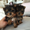 Foto №2 zu Ankündigung № 87013 zu verkaufen malteser, pudel (toy), yorkshire terrier - einkaufen USA quotient 	ankündigung, aus dem tierheim