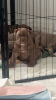 Foto №1. mischlingshund - zum Verkauf in der Stadt Armadale | 1900€ | Ankündigung № 104707