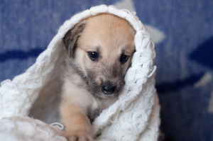 Foto №1. mischlingshund - zum Verkauf in der Stadt Minsk | Frei | Ankündigung № 3516
