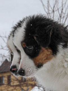 Foto №3. Welpen zum Verkauf Australian Shepherd (Aussie). Russische Föderation