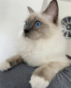 Foto №1. ragdoll-katze - zum Verkauf in der Stadt Brüssel | 200€ | Ankündigung № 123519