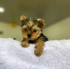 Foto №1. yorkshire terrier - zum Verkauf in der Stadt Ohio City | Frei | Ankündigung № 123114