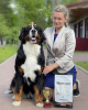 Foto №1. berner sennenhund - zum Verkauf in der Stadt Mogilyov | 507€ | Ankündigung № 11441