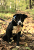 Foto №2 zu Ankündigung № 90688 zu verkaufen mischlingshund - einkaufen Russische Föderation aus dem tierheim