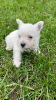 Foto №4. Ich werde verkaufen west highland white terrier in der Stadt Альгермиссен. züchter - preis - 1500€