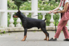 Foto №2. Paarung Service dobermann. Preis - 308€