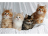 Foto №2 zu Ankündigung № 107656 zu verkaufen sibirische katze - einkaufen Deutschland 