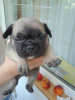 Foto №2 zu Ankündigung № 66705 zu verkaufen französische bulldogge - einkaufen Ukraine vom kindergarten