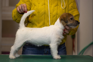 Foto №4. Ich werde verkaufen jack russell terrier in der Stadt Gomel. züchter - preis - 315€