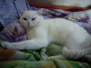 Foto №3. Katze stricken in Weißrussland. Ankündigung № 44915