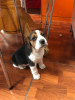 Foto №1. beagle - zum Verkauf in der Stadt München | 340€ | Ankündigung № 100510