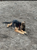 Foto №1. german spitz - zum Verkauf in der Stadt Berlin | Frei | Ankündigung № 127148