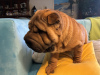 Foto №2 zu Ankündigung № 117683 zu verkaufen shar-pei - einkaufen Polen quotient 	ankündigung