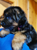 Foto №2 zu Ankündigung № 8867 zu verkaufen deutscher schäferhund - einkaufen Russische Föderation quotient 	ankündigung, züchter