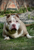 Foto №1. american bully - zum Verkauf in der Stadt Weinheim | verhandelt | Ankündigung № 66043