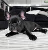 Foto №3. Französischer Bulldogge-Welpe zu verkaufen. USA